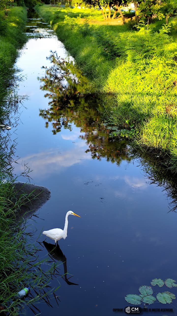 Garça no Parque Parahyba